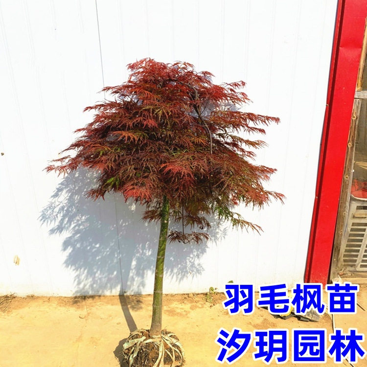 汐玥园林原生羽毛枫树苗