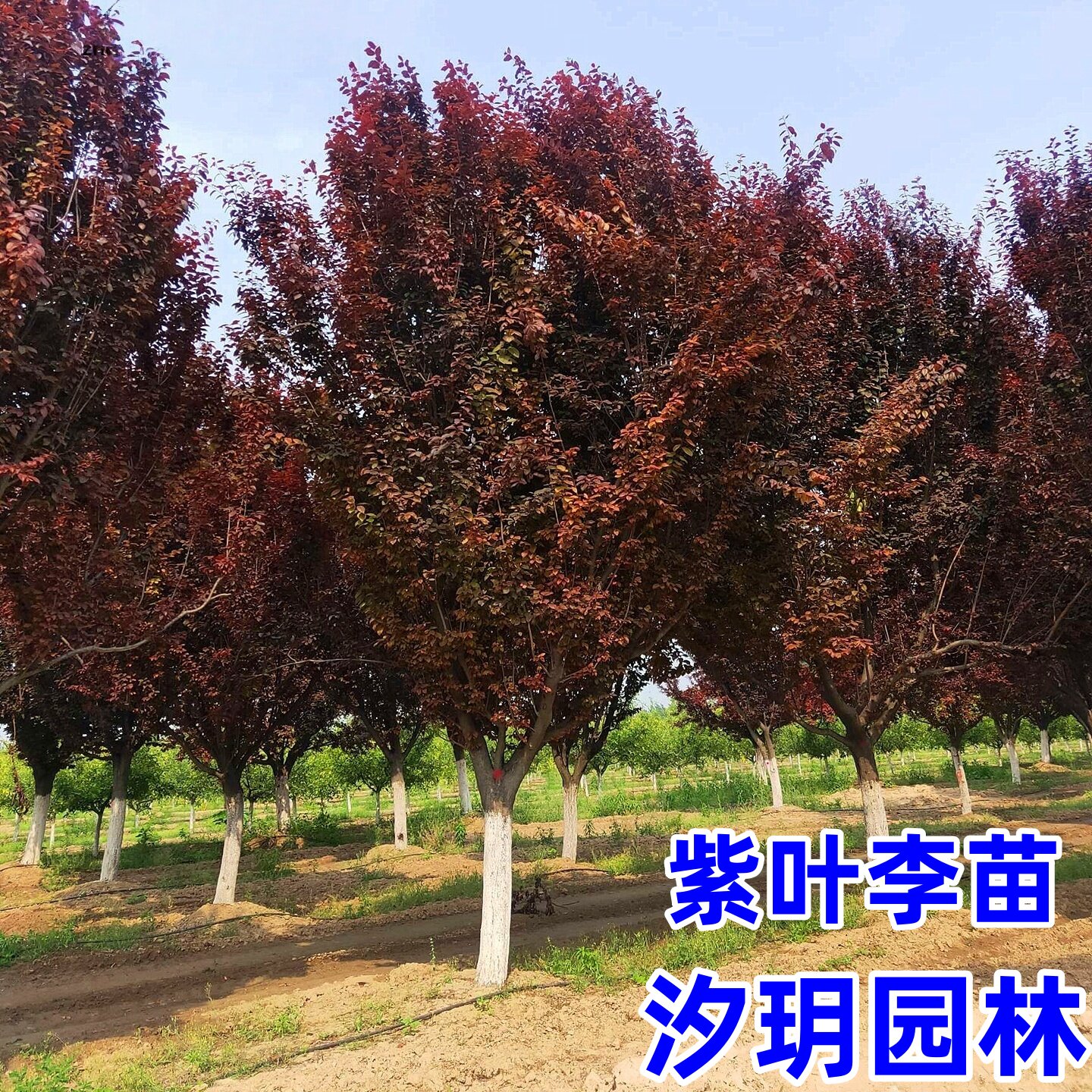 红叶李紫叶李树苗绿化苗木红叶李紫叶李苗工程庭院别墅绿化苗包邮