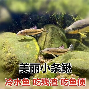 美丽小条鳅原生底层鱼冷水清F道夫温和型小型观赏鱼