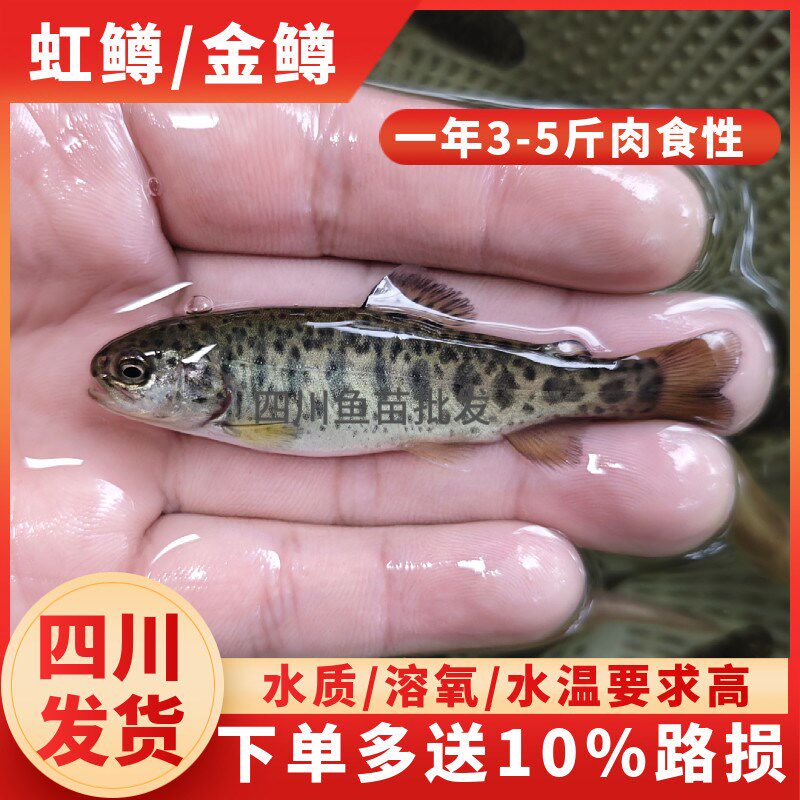 虹鳟鱼苗金鳟鱼苗三倍体淡t水养殖食用三文鱼苗原生冷水鱼溪流观