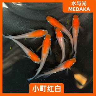 观背青鳉小d町红白可孵化卵不打氧淡水冷水小型观赏蓝瘦原生迷你