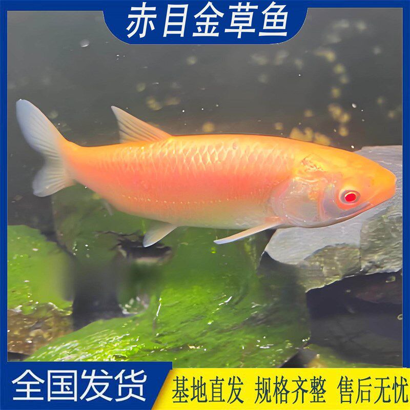 红眼金草鱼苗黑眼金丝鲩可选x新品赤目黄金鲩淡水养殖冷水原生观