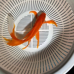 长尾草金丹凤大尾巴n喜庆红鱼冷水淡水观赏鱼好养耐活新手练手鱼