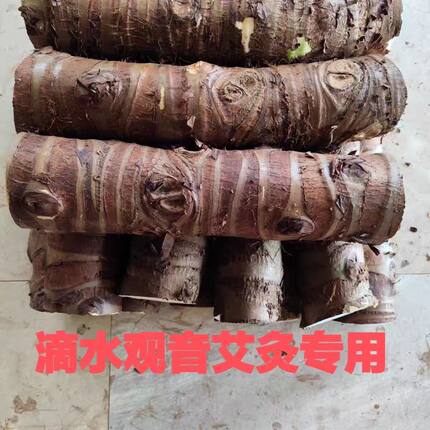滴水观音艾灸 深山艾灸药用老桩 正宗野生海芋尖尾芋当天砍当天发