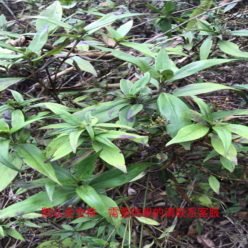 剑叶耳草  少年红 长尾草 年茶 铁扫把 新鲜品500g,传统滋补营养品,其他药食同源食品,淘宝优惠券,粉丝福利购,淘宝优惠卷