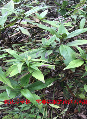 剑叶耳草  少年红 长尾草 年茶 铁扫把 新鲜品500g