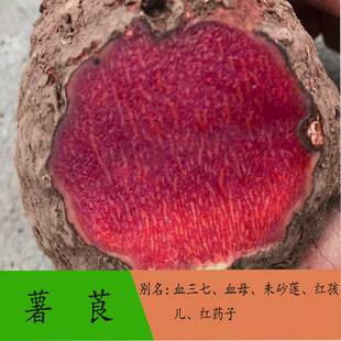 广西新鲜薯莨 血三七 血母 红药子 朱砂莲 现挖整个