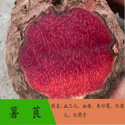 广西新鲜薯莨 血三七 血母 红药子 朱砂莲 现挖整个