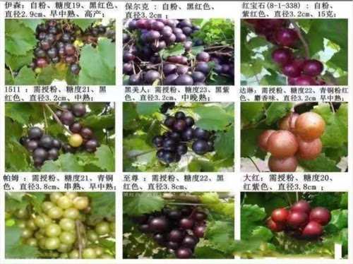 圆叶葡萄苗格威尔红宝石马斯卡丁
