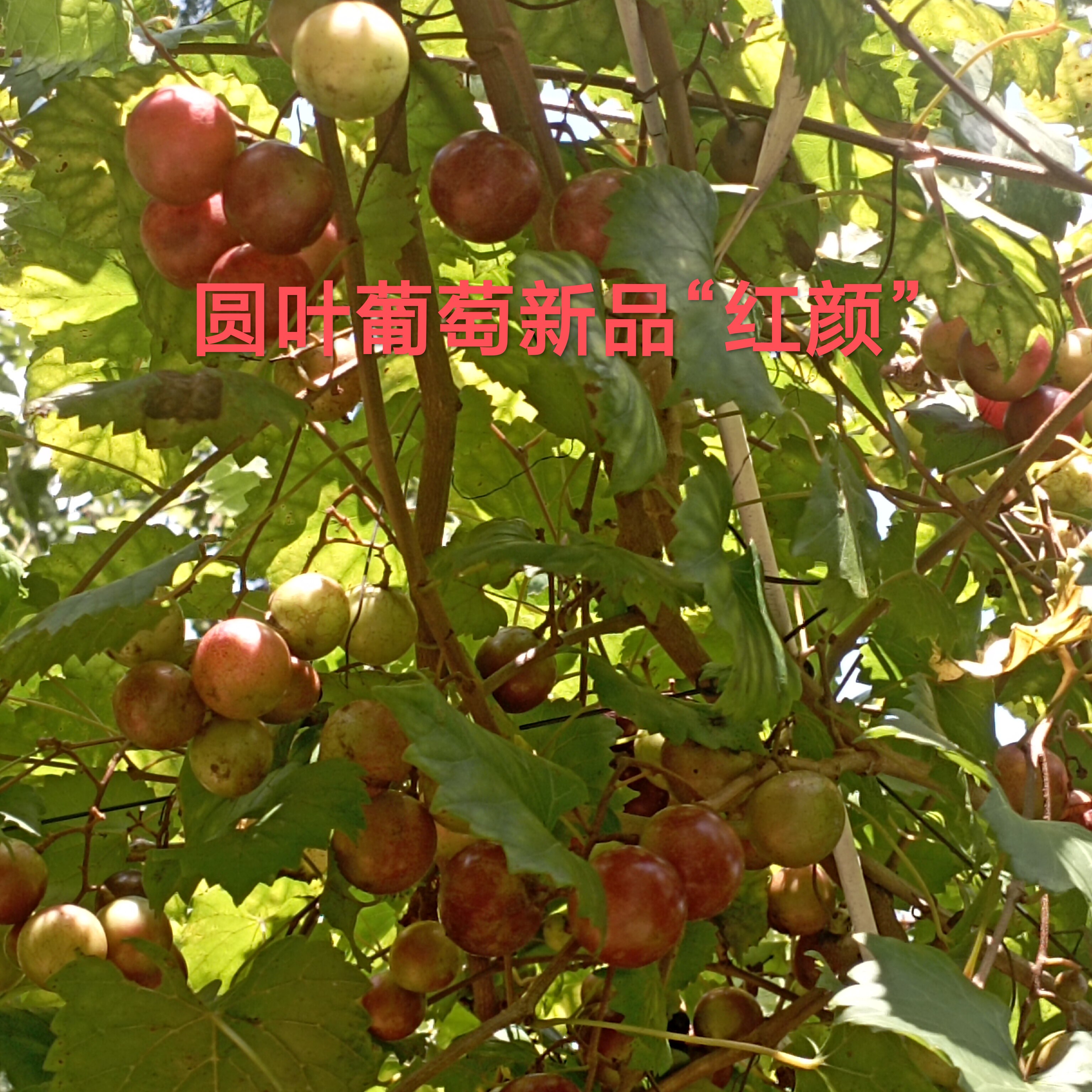 红颜 圆叶葡萄苗新品种盆栽地栽爬藤带原土杯包对版福建发货