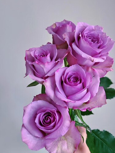 云南昆明直发玫瑰节日鲜切花