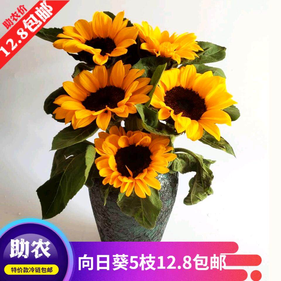 基地昆明云南斗南鲜花