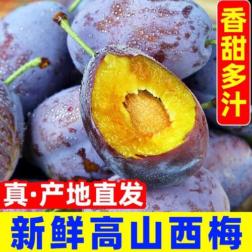 甘肃高山新鲜西梅正宗水果甜大果李子蓝蜜国产甜西梅应季现摘整箱