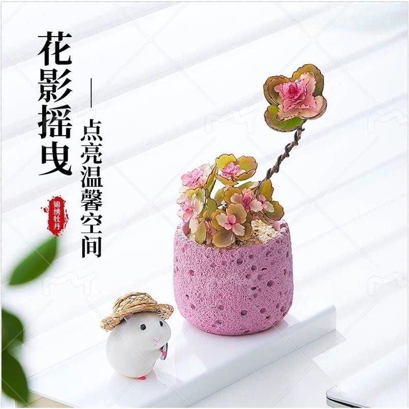 锦绣牡丹花苗多肉植物室