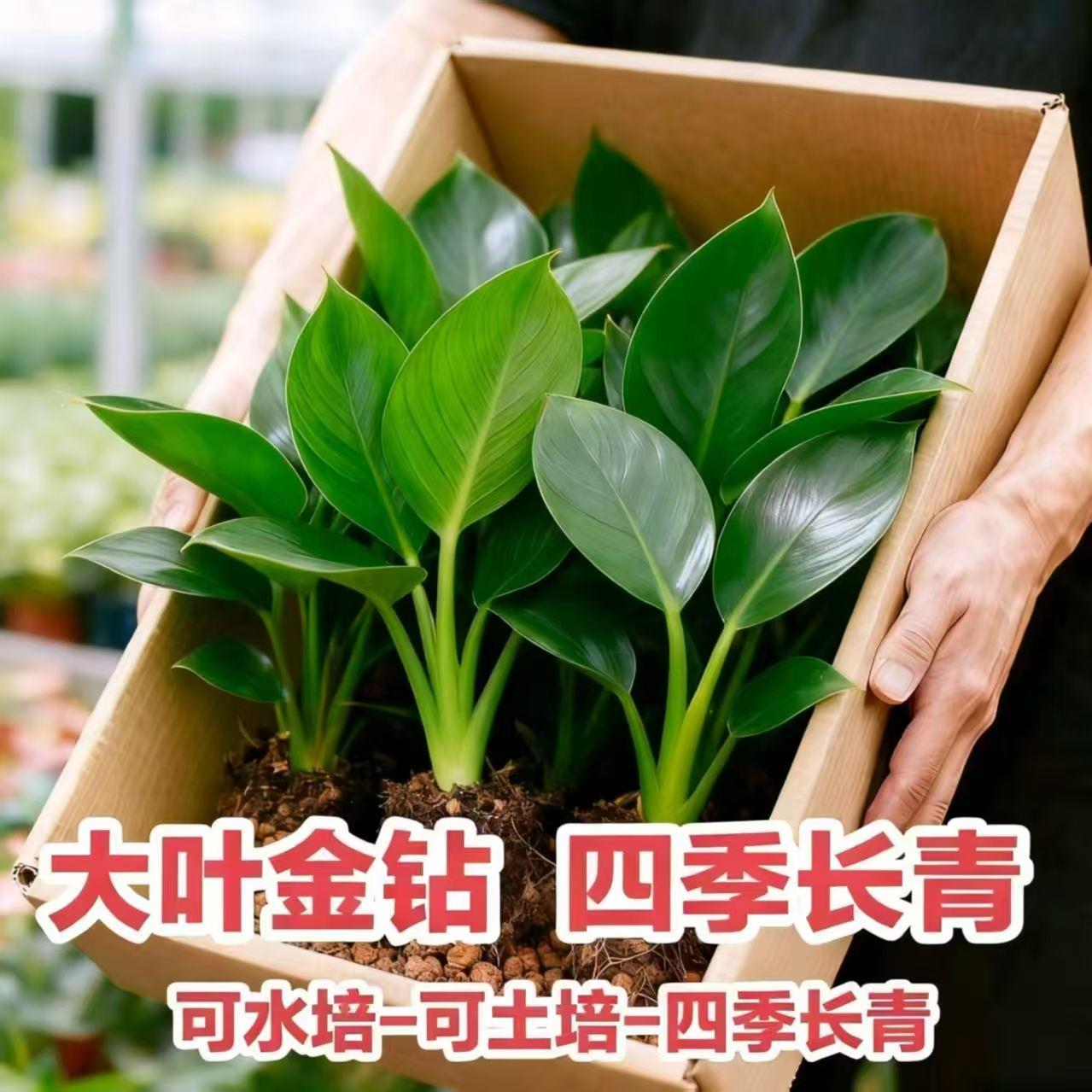 大叶金钻盆栽绿公主室内图片