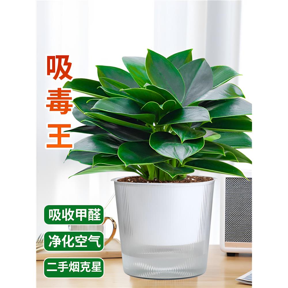 大叶金钻水培植物绿公主图片