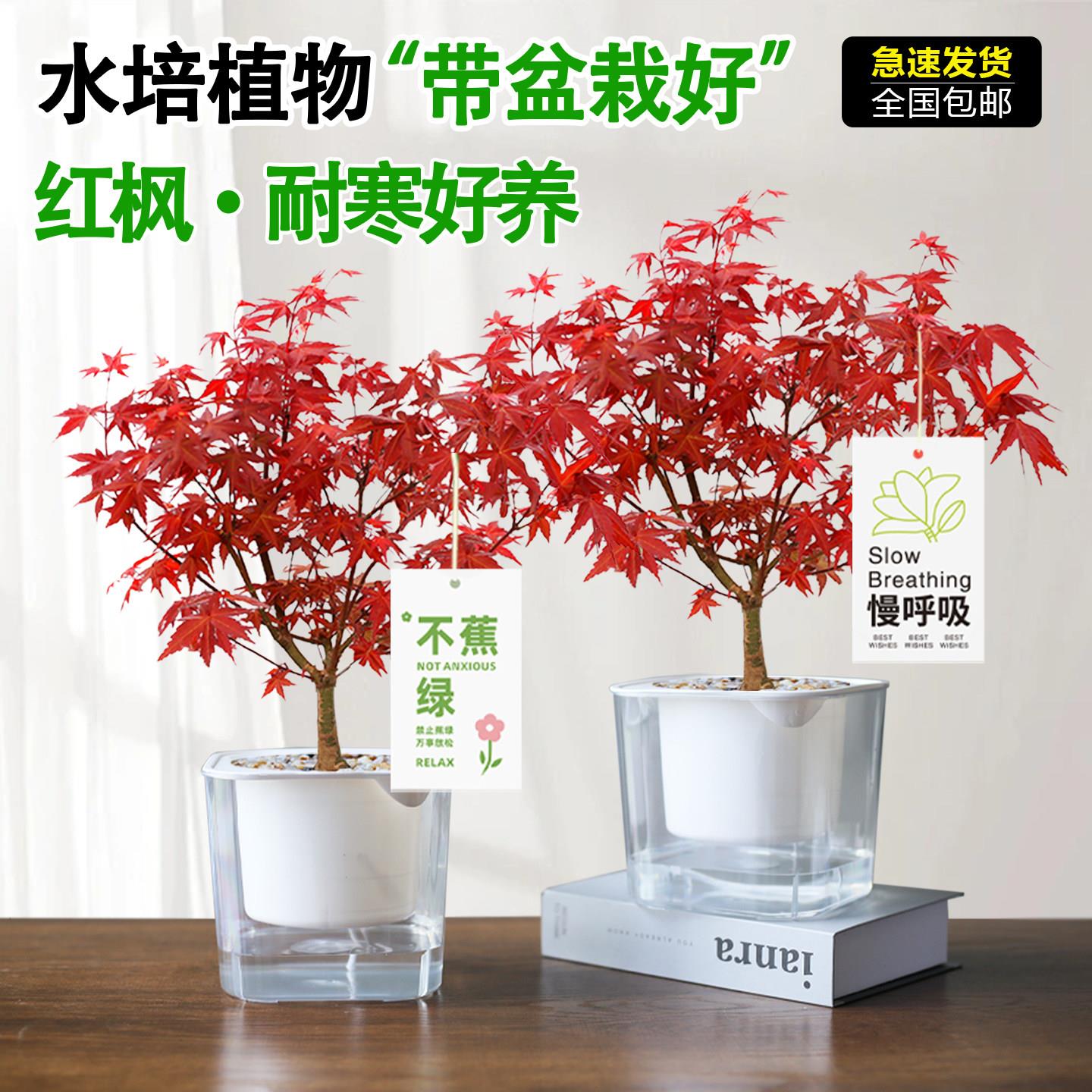 红枫盆景四季好养活耐寒