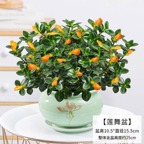 四季常青金鱼花吊兰盆栽