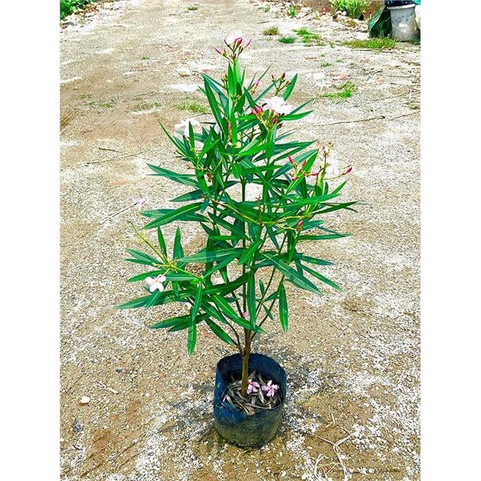 夹竹桃四季常青花盆栽半