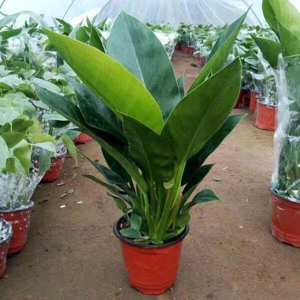 金钻绿植室内大型盆栽蔓