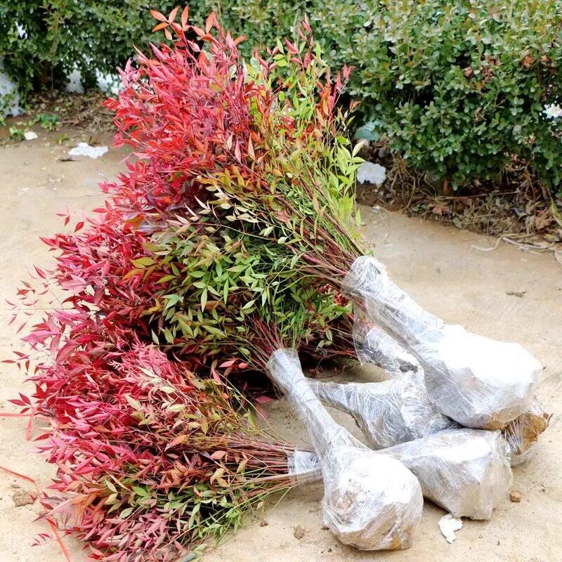 火焰南天竹盆栽树苗客厅