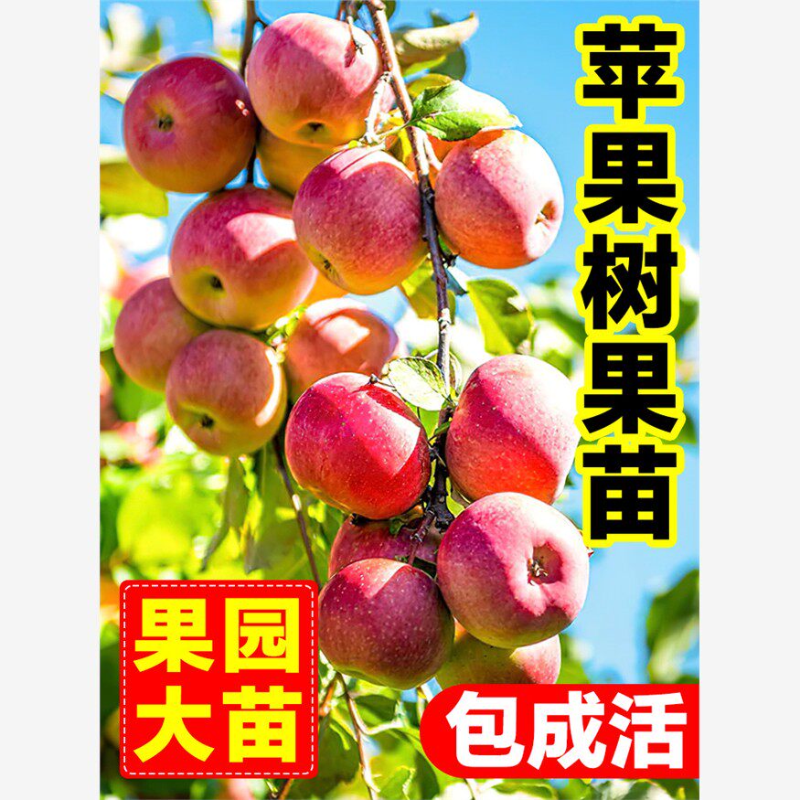 冰糖心苹果树果苗当年结果南北方种植盆栽耐寒矮化红富士树苗