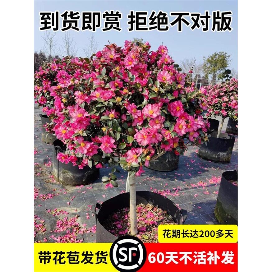 茶梅盆栽老桩红花树苗桌