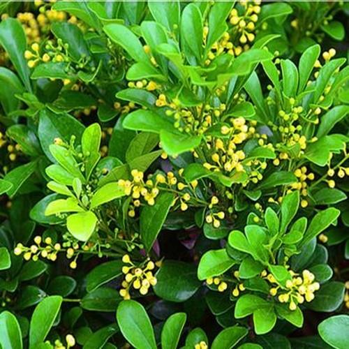 米兰花盆栽花卉植物室内图片