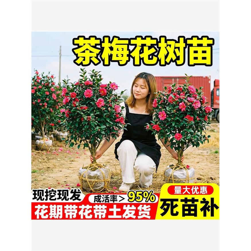 茶梅花树苗工程绿化小苗