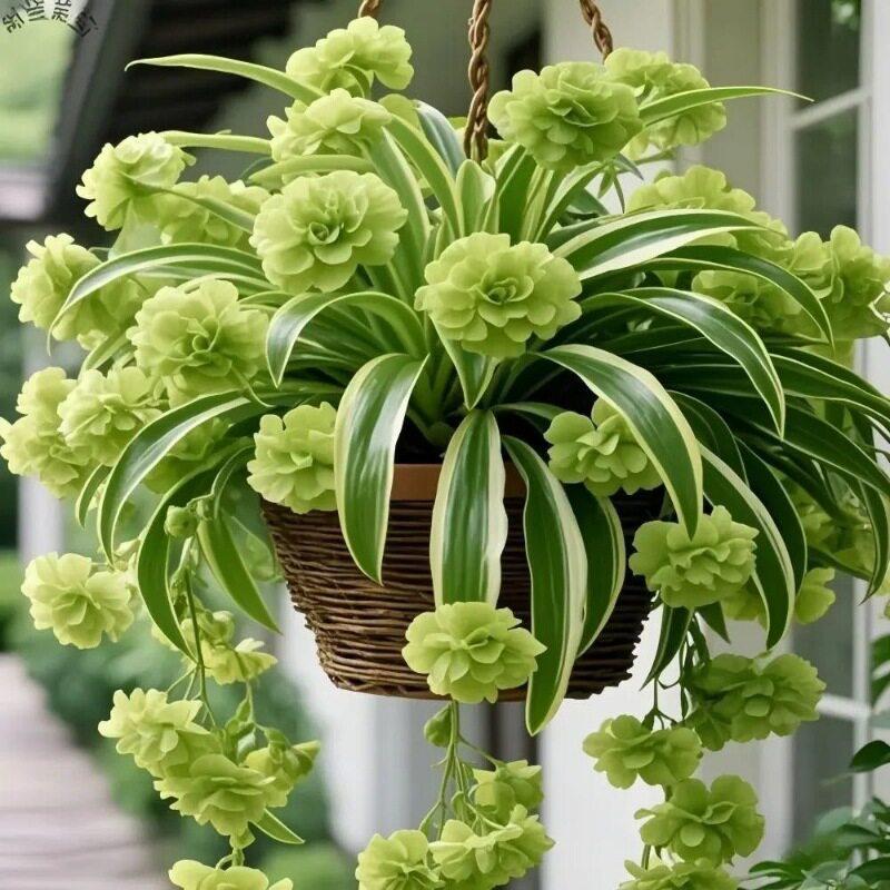 【四季开花】不带花苞金