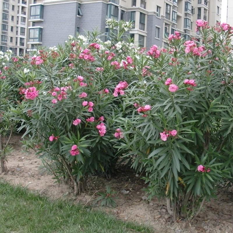 夹竹桃树苗盆栽绿化苗木