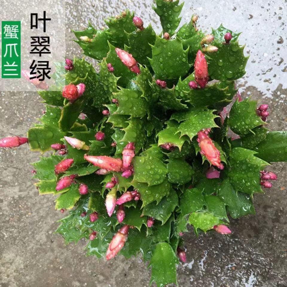 【清香型】蟹爪兰花苗盆