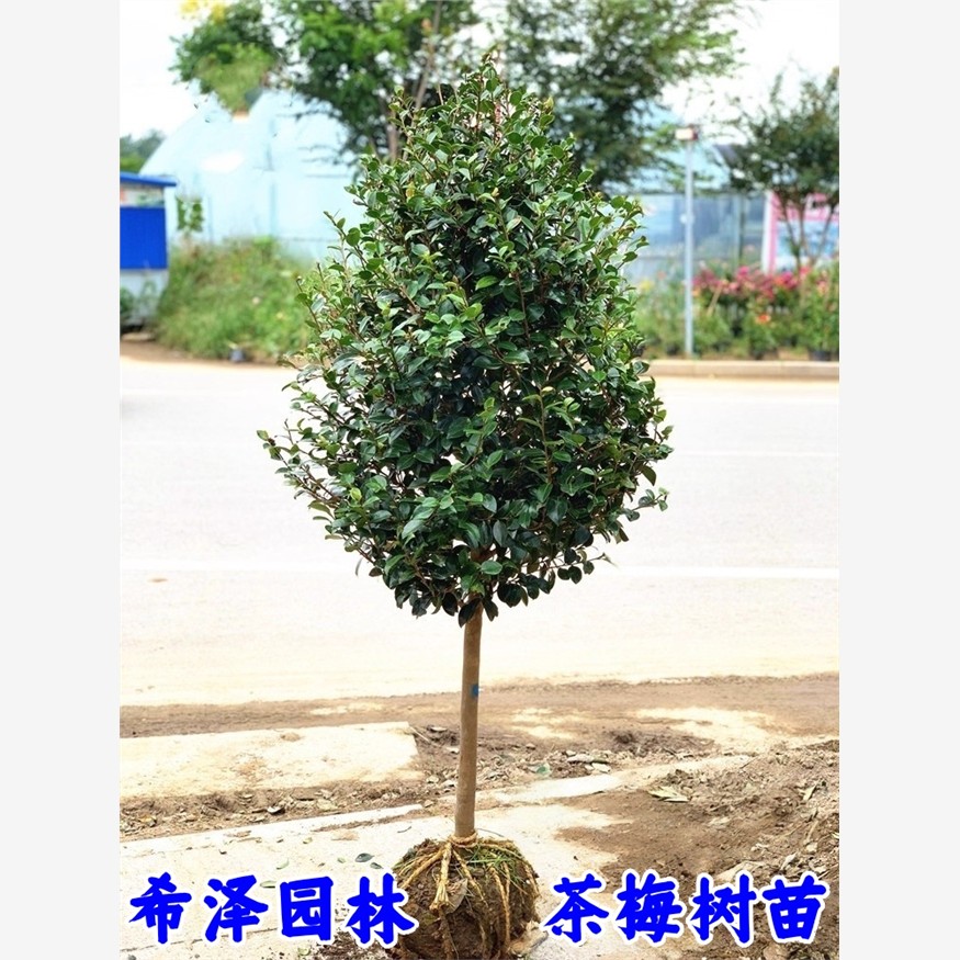 高杆茶梅花树苗茶梅球形别墅庭院大型耐寒风景树盆栽四季常青花卉