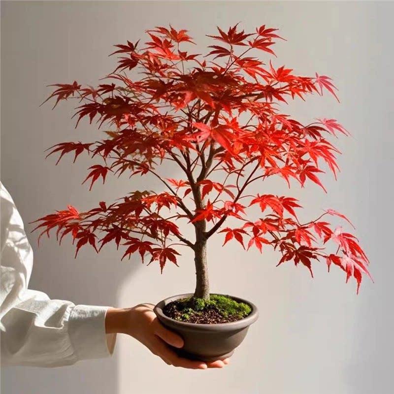 红枫树盆栽日本红舞姬老