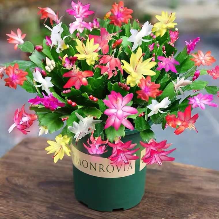 蟹爪兰盆栽带花苞进口新