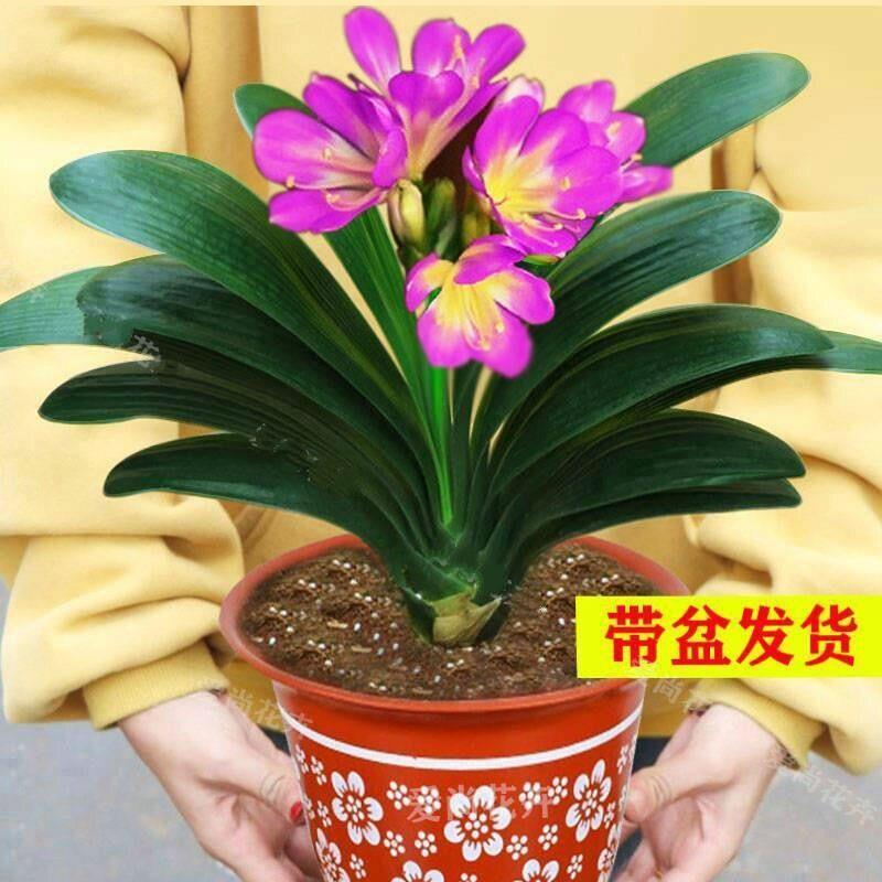 君子兰盆栽含盆圆头和尚