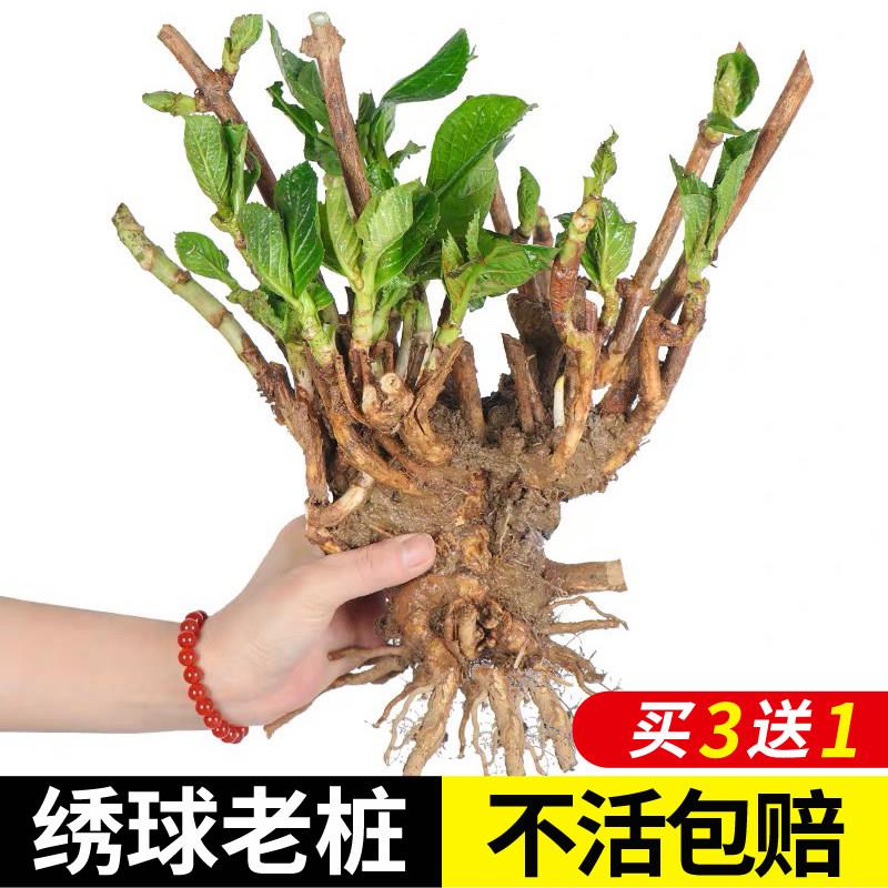 绣球花苗无尽夏树盆栽花