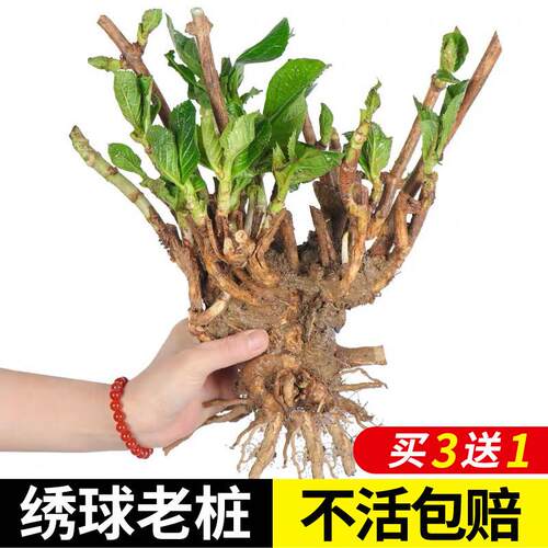 绣球花苗无尽夏树盆栽花