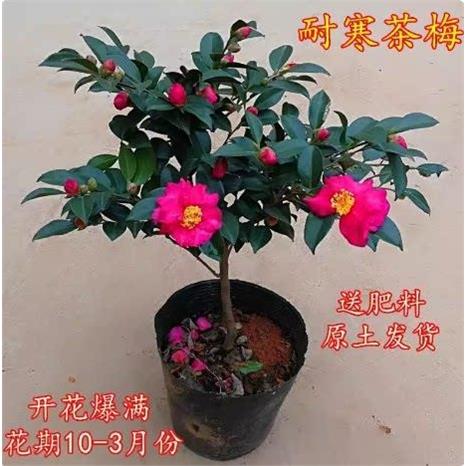 茶梅花苗盆栽树期带花苞