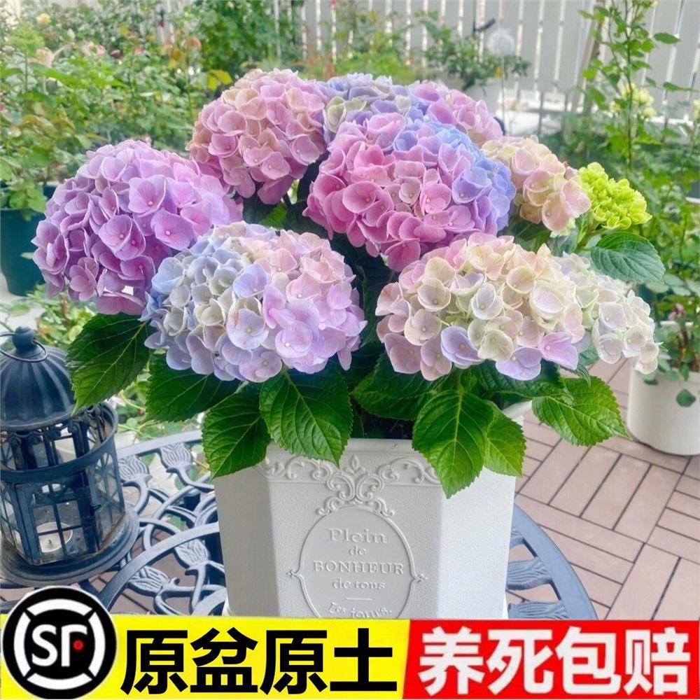 绣球花盆栽带花苞无尽夏