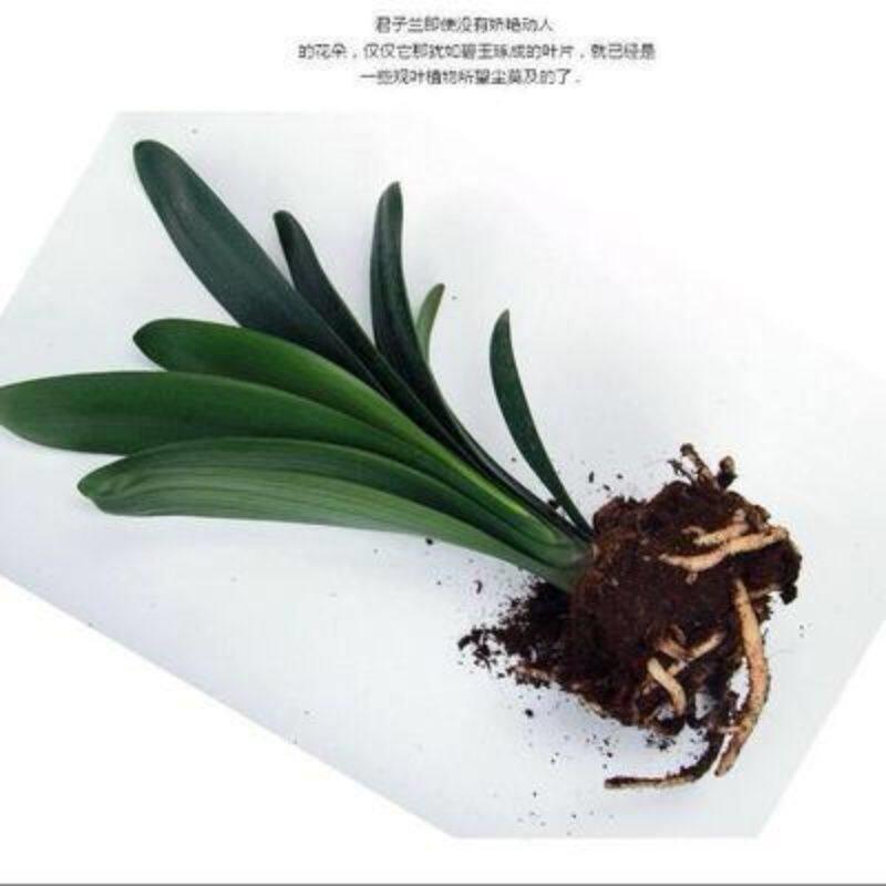 君子兰大小苗室内绿植耐