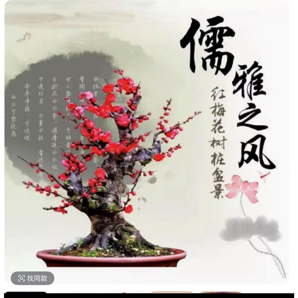 梅花盆栽红梅老桩朱砂梅