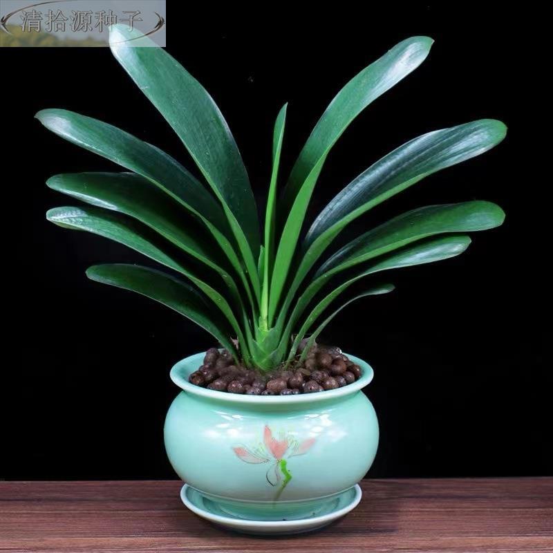 植四季君子兰盆栽室内带