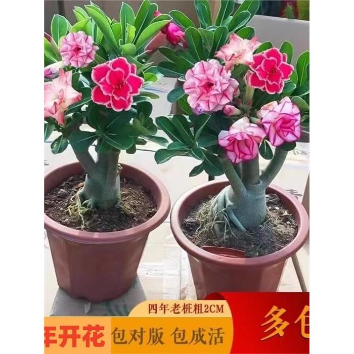 重瓣沙漠玫瑰花苗盆栽带
