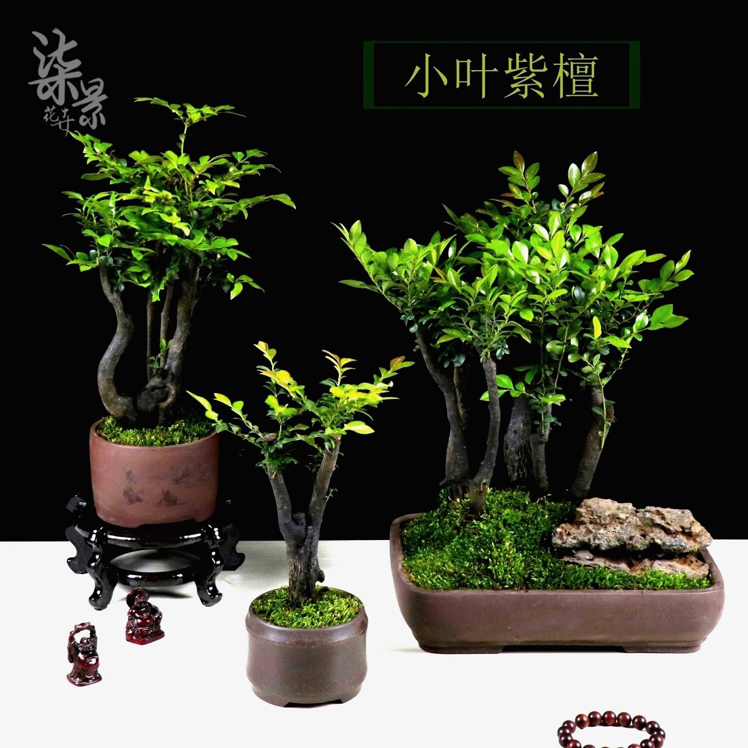 小叶紫檀树苗桩盆景室内