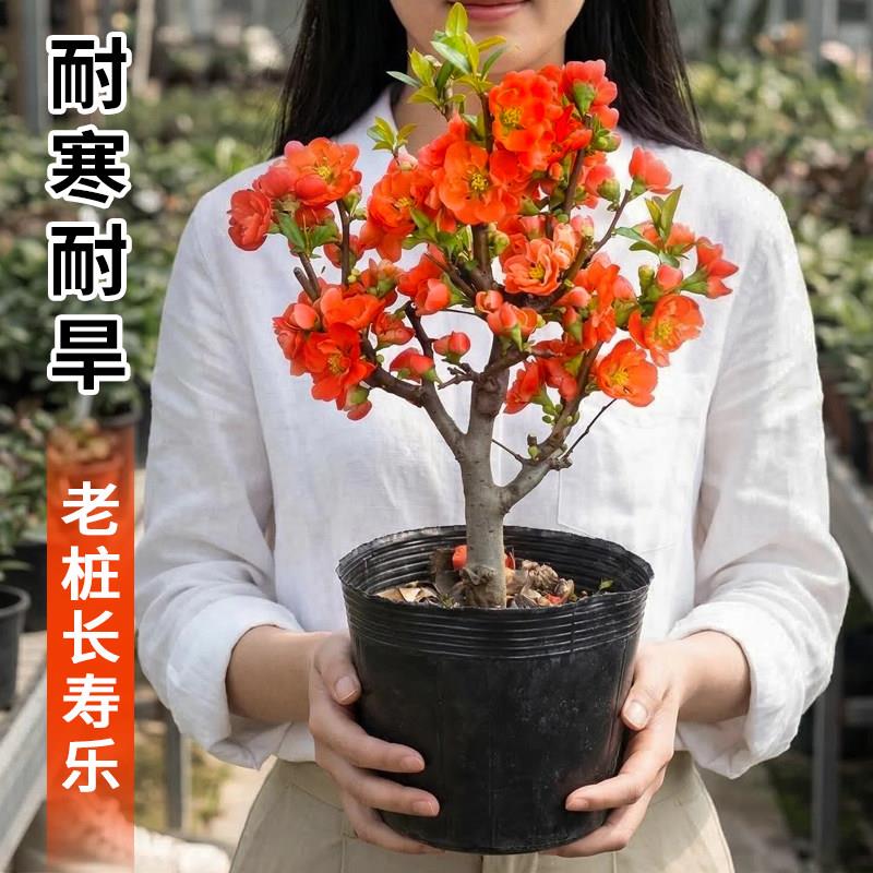 长寿乐海棠花盆栽室内阳