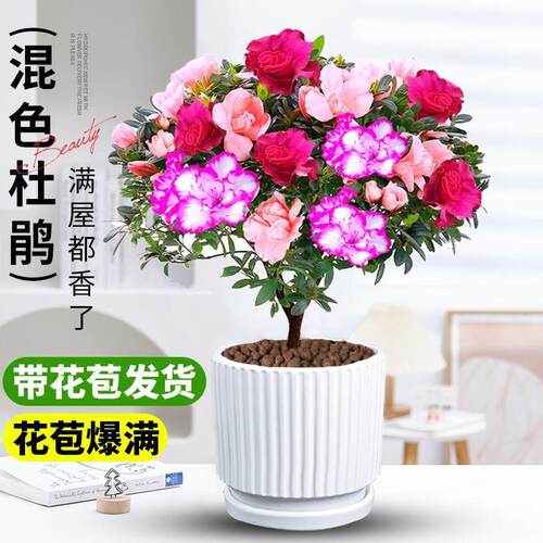 带花苞混色杜鹃花盆栽开