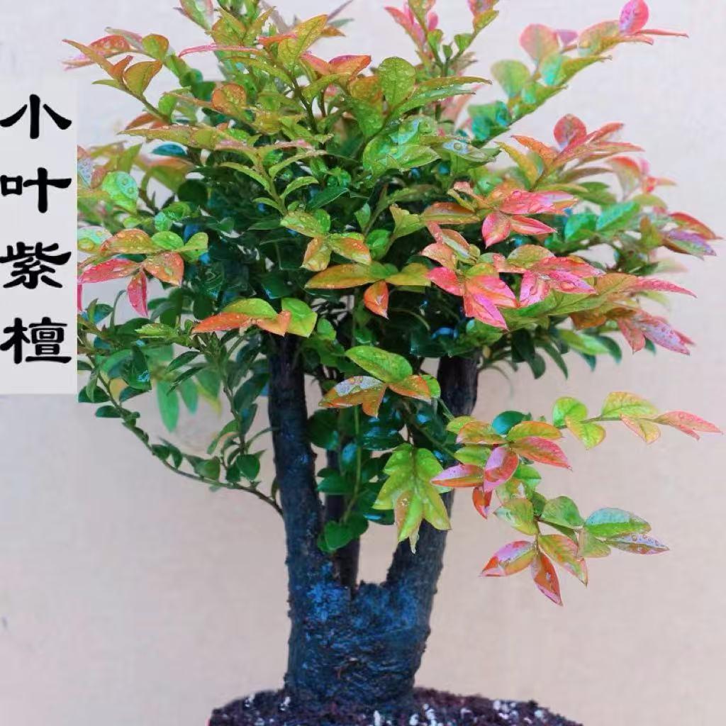 小叶紫檀盆景植物单头老