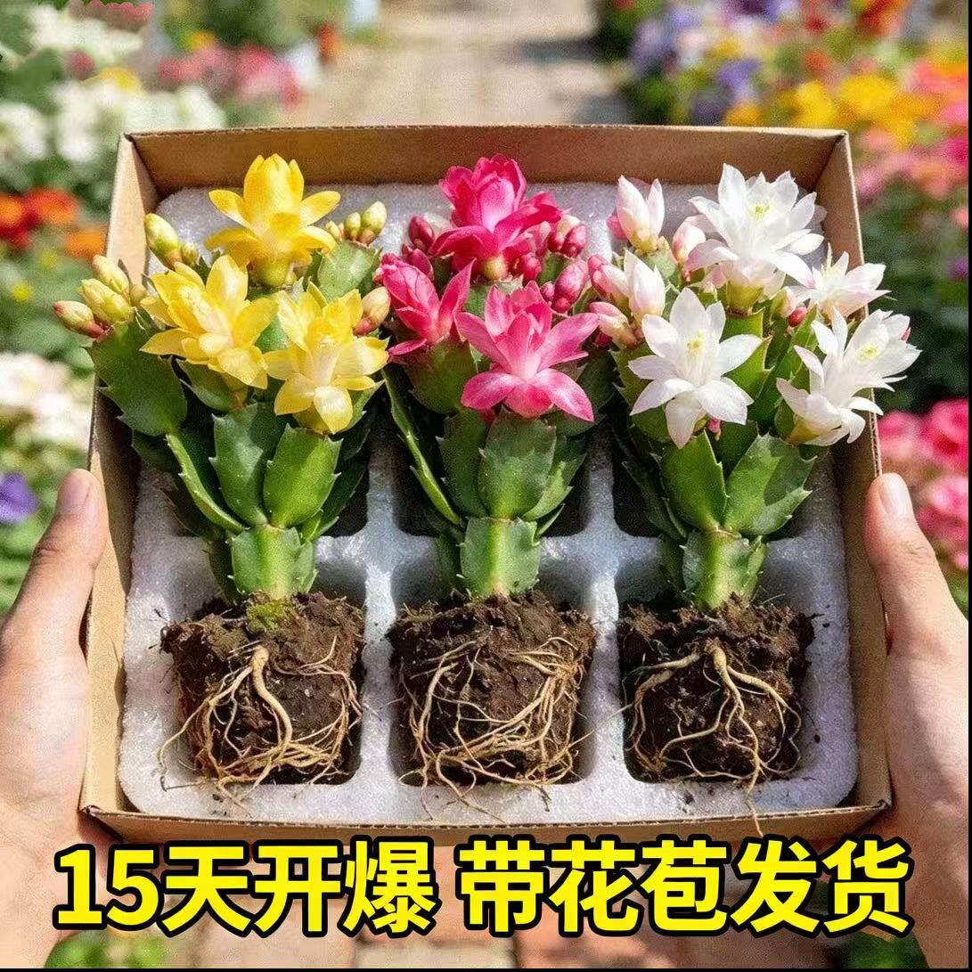 重瓣嫁接蟹爪兰盆栽苗带