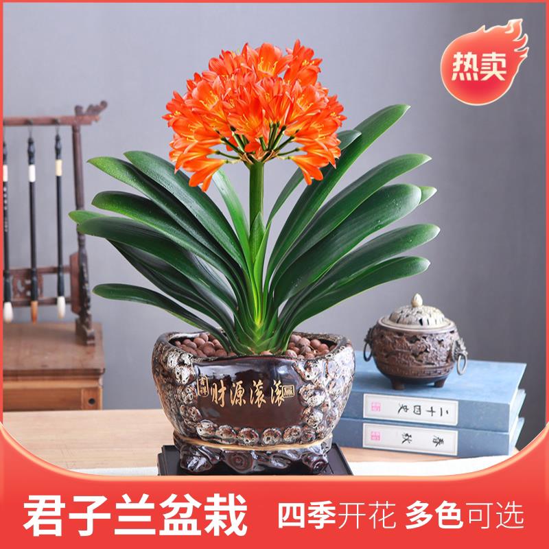 君子兰盆栽老苗带花苞四